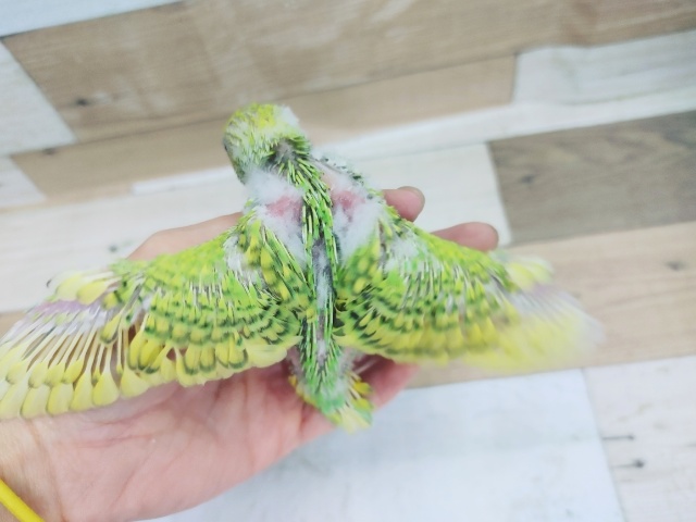 セキセイインコ