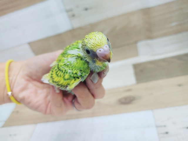 セキセイインコ