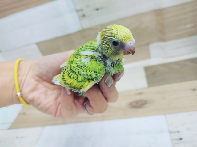 セキセイインコ