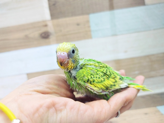 セキセイインコ