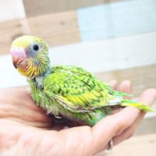 好きな方が多いカラーですね☆セキセイインコのスパングル♥️