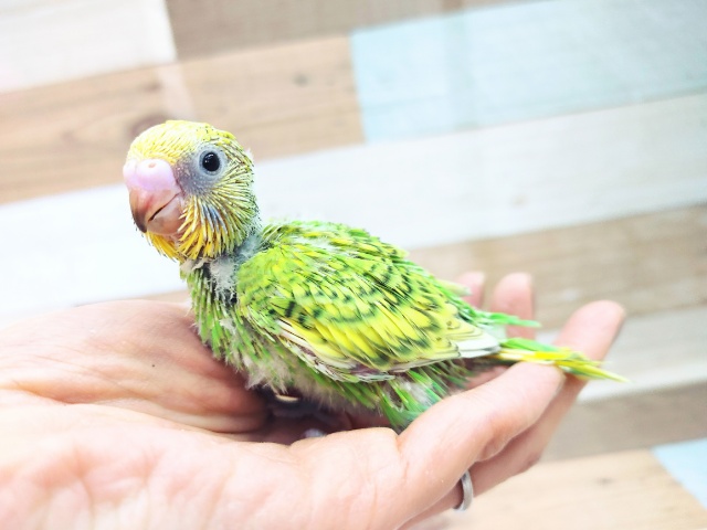 好きな方が多いカラーですね☆セキセイインコのスパングル♥️