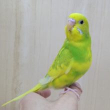 最新動画あり！当店命名！若竹カラーパイドセキセイ「タケちゃん」いますよ〜
