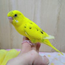 ナデナデが好きになって来てるセキセイさん「キハルクちゃん」いますよ！