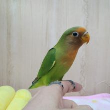 最新動画・画像あり！レアなインコ！八重桜インコの「ヤエちゃん」いますよ〜