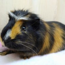 最新画像あり！お野菜が大好きなんですーーー　クレステッドモルモット