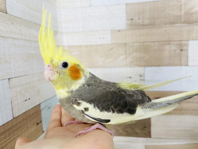 オカメインコ