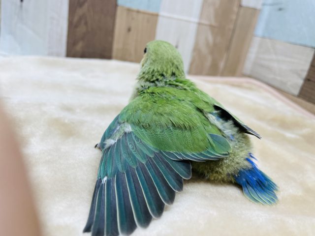 コザクラインコ（小桜インコ）