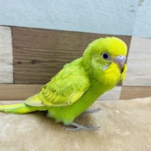 寝起きみたいなお顔で可愛いです！セキセイインコのヒナのスパングルカラー！