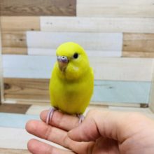 ベタなれです♪セキセイインコ(ダブルファクター)