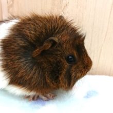 ちょっと見てください！小さな手。　たまりませんねぇ～　アビシニアンモルモットです☆　