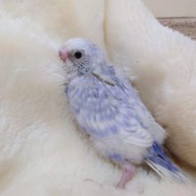 スカッと爽やか～　セキセイインコ　スパングル　2021　10月7日