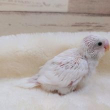 純白☆真っ白なセキセイインコ〜　ダブルファクター　2021　１０月７日
