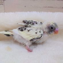 久しぶりのコです♪　セキセイインコ　４色ハルクイン　2021　10月7日