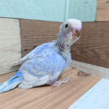 元気、笑顔いっぱい♪　セキセイインコ　スパングルパイド