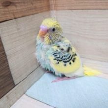 ちょっとレアなカラーです！！！セキセイインコ　パステルレインボーパイド