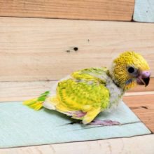 ｷﾚｲ！！　セキセイインコ　スパングルパイド～～