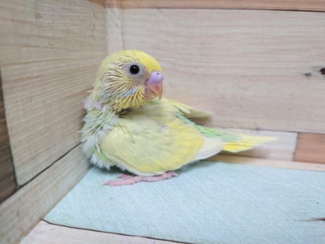 一目惚れ☆　　セキセイインコ　パステルレインボー　ライムグリーン