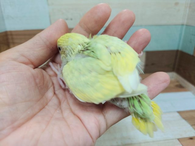 セキセイインコ