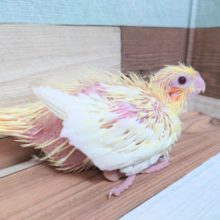 オカァ～～メさん♬　きましたよっ　オカメインコ　ルチノー