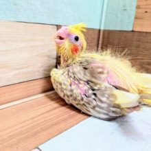 むちむちの体とｽﾃｷな笑顔です☆　オカメインコ　シナモンパールパイド