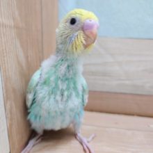 お探しの方多いカラーですよー☆　セキセイインコ　パステルカラーレインボー