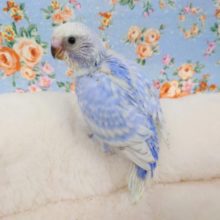 なっかなかの元気ぷり♬　セキセイインコ　スパングルになりますーー