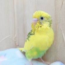 斜め角度がキレイに写るってーー　セキセイインコ　パイド