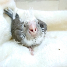 オカメスマイルです！　オカメインコ　ホワイトフェイスパイド　2021　10月15日