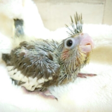 大きな瞳☆　甘え上手です♪　オカメインコ　ノーマル　2021　10月15日