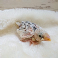 人気モノですよねぇ～　白文鳥☆　2021　10月15日　