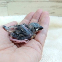 手のり文鳥さん、おさがしですか？？　可愛いコですよー　桜文鳥　2021　10月15日