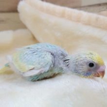 控えめなタイプ？？　セキセイインコ　パステルレインボースパングルーーー