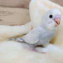 落ち着きあるライラック～　セキセイインコ　ライラック　ホワイトウィング