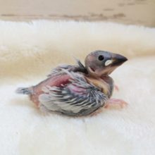 劇的に色合いが変わる☆そして～すっごく懐いてくれます♬　シルバー文鳥ーー