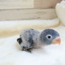 甘え方が超可愛い～～♪　ボタンインコ　コバルト～～