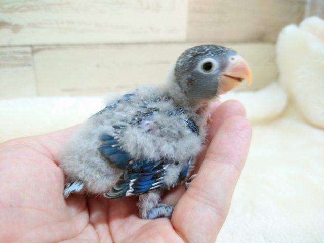 ボタンインコ