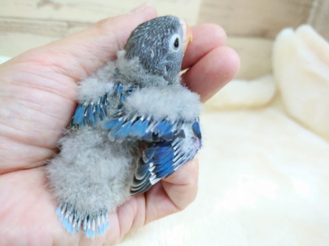 ボタンインコ