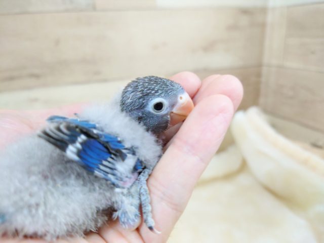 ボタンインコ