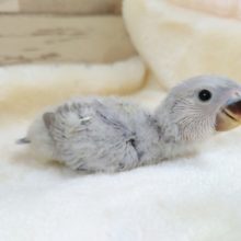 綿毛の可愛いコっ　コザクラインコ　パステル～～