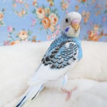 メリハリの利いた羽根をお持ちですっ　セキセイインコ　パイド～～