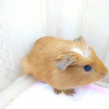 正面顔が、ポイント高しっ　クレステッドモルモット☆