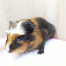 控えに。。あまえるモルさん☆　クレステッドモルモットーーー