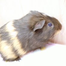 耳をなでられるのが大好きですーーー　イングリッシュモルモット～～