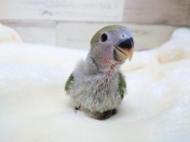 安定の人気モノ！コザクラインコ　ノーマル　2021　10月22日