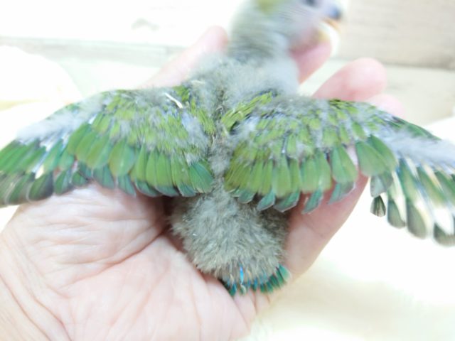 コザクラインコ（小桜インコ）