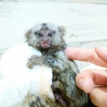 かなり久しぶりの入荷でｺﾞｻﾞｲﾏｽ♪　コモンマーモセット　女のコ☆