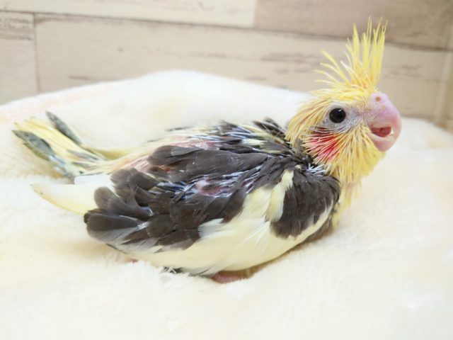 寄り添いオカメさん、いかがですか？？　オカメインコ　パイドになります！　2021　10月22日