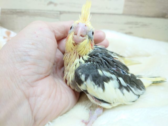 オカメインコ