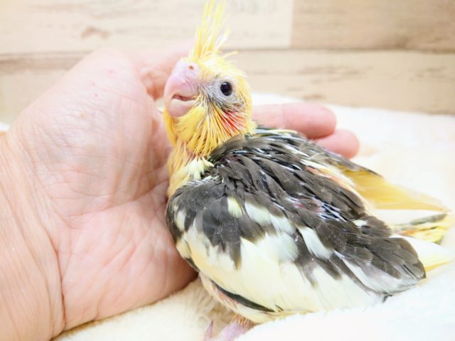 オカメインコ